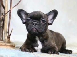 法国斗牛犬多少钱一只