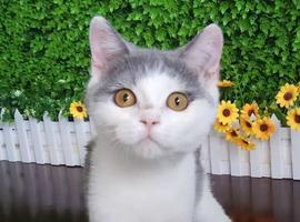 蓝白-英国短毛猫 (母) 2个月