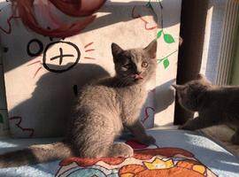 英短蓝猫妹妹