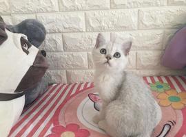 英短银渐层（妹妹）