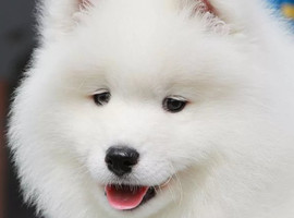 北京萨摩耶价格多少钱