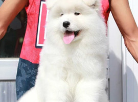 北京萨摩耶价格多少钱