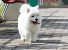 北京萨摩耶价格多少钱