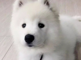 北京萨摩耶价格多少钱