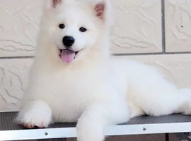 北京萨摩耶价格多少钱