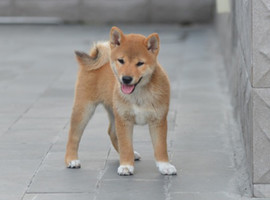 柴犬多少钱一只