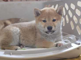 柴犬多少钱一只