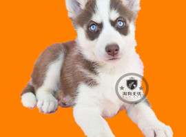 北京哈士奇价格多少钱