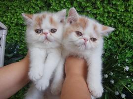 异国短毛猫-加菲猫