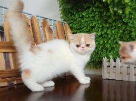 异国短毛猫-加菲猫2