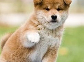 柴犬多少钱一只