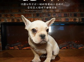 法国斗牛犬多少钱一只