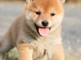 柴犬多少钱一只