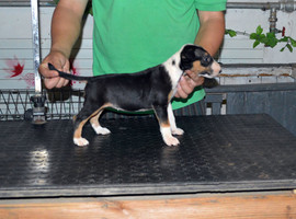 北京牛头梗价格多少钱