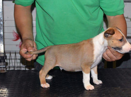 北京牛头梗价格多少钱