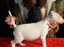 北京牛头梗价格多少钱