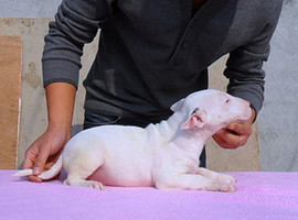 北京牛头梗价格多少钱