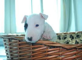 北京牛头梗价格多少钱