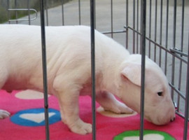 北京牛头梗价格多少钱