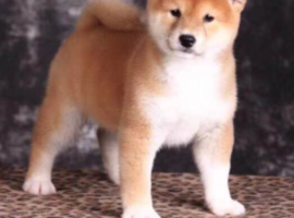 柴犬多少钱一只