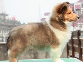 北京喜乐蒂犬价格多少钱