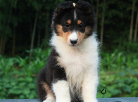 北京喜乐蒂犬价格多少钱