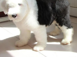 北京古代牧羊犬价格多少钱