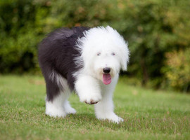 北京古代牧羊犬价格多少钱