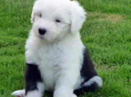 北京古代牧羊犬价格多少钱