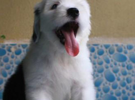 北京古代牧羊犬价格多少钱