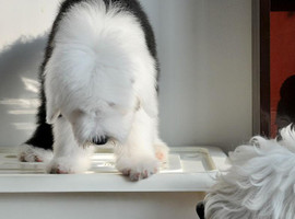 北京古代牧羊犬价格多少钱