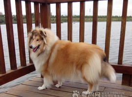 北京苏格兰牧羊犬价格多少钱