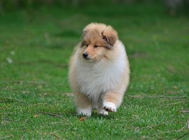 北京苏格兰牧羊犬价格多少钱