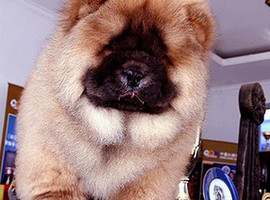 北京松狮犬价格多少钱