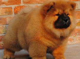 北京松狮犬价格多少钱