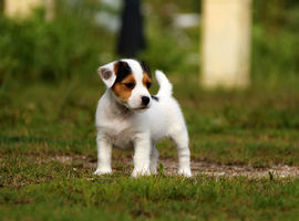 北京杰克罗素梗价格多少钱