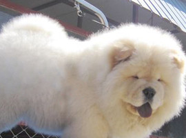 北京松狮犬价格多少钱