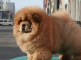 北京松狮犬价格多少钱