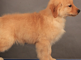 北京金毛犬价格多少钱