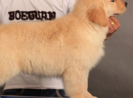 北京金毛犬价格多少钱