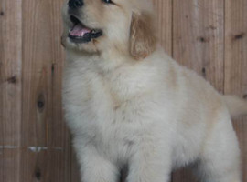 北京金毛犬价格多少钱