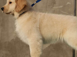 北京金毛犬价格多少钱