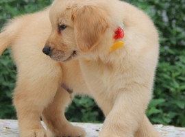 北京金毛犬价格多少钱