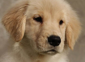 北京金毛犬价格多少钱