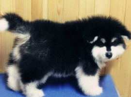 北京阿拉斯加犬价格多少钱