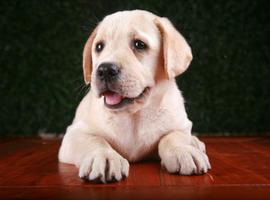 北京拉布拉多价格多少钱