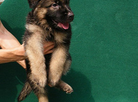 北京德国牧羊犬价格多少钱