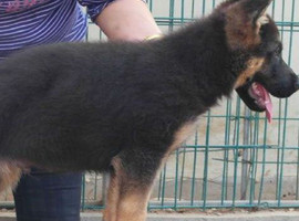 北京德国牧羊犬价格多少钱