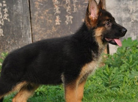 北京德国牧羊犬价格多少钱
