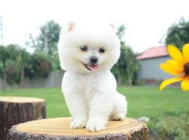 北京博美犬价格多少钱